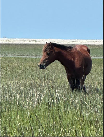 Rachel Carson Preserve Tour - Beaufort NC