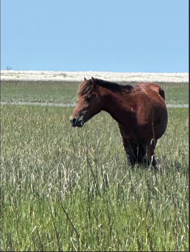 Rachel Carson Preserve Tour - Beaufort NC