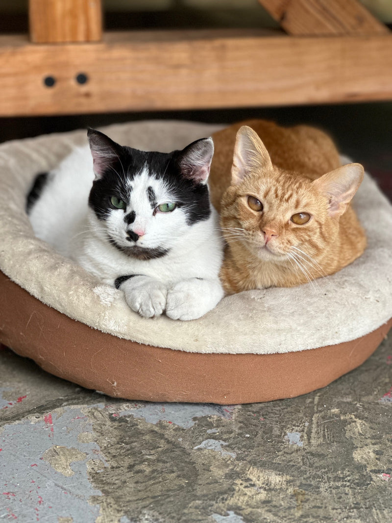 Trusty Sail & Paddle